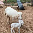 معنا ضان مناتيج وقروب ومعنا جفار بلدي مزايين ومعنا تيس بيشي