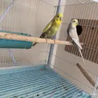 جوز حب يبدا سوم من 20 اخر سومه نصيبه