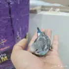 للبيع ثلاث فروخ حب