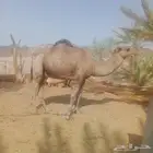 سلام عليكم. اعرض جمل حمر طيب للبيع