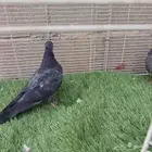 حمام صنعاني حرمي مستوى بطل