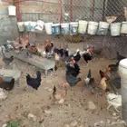 دجاج بلدي حضان للبيع باشوت سبت العلاية البشائر