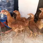 صيصان بلدي العمر شهرين و 3ايام