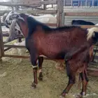 المصري المطور للبيع