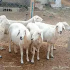 دفع للبيع