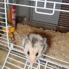 هامستر سوري للبيع المستعجل