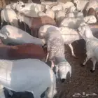 حري. سواكني احمر سواكني ابيض