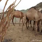 حشو للبيع