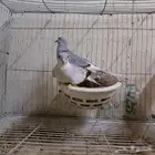 زوج يمام ماسي للبيع