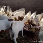 للبيع تيوس و عناق