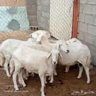 للبيع ضان