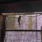 ببغاء دره انثى جاهزة التزاوج