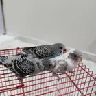 فروخ حب منهم مفطومين منهم غر