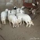 تم البيع طليان أضاحي باشوت سبت العلاية البشائر باشوت