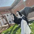 جوز حمام شيرازي مستوى جبار