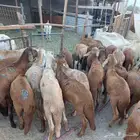 طليان سواكني مرابي 3 شهور ممتازة جدا