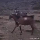 تيوس بلديه من حلالي على السوم الادهم جذع والثاني ثني