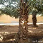 توريد وتركيب شبوك مزارع وتوريد النخيل المثمروالوشنطني