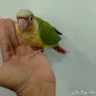 كنيور انناس نهاية غر