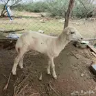 رحل للبيع 650