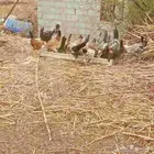 دجاج بلدي للبيع