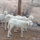ضان للبيع