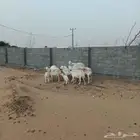 ضان للبيع