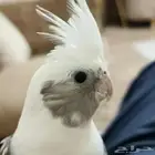 طير كروان مفقود المدينة حي العزيزية