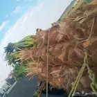 نخيل واشنطني امريكي زينه للفلل والاستراحات