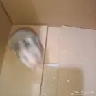 هامستر سوري