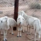 ضان للبيع