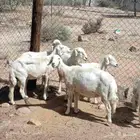 5 ضان دفع للبيع