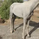 حصان كفو شعبي العمر بين 8 و 10 سنين الحصان كفو ومع سوف
