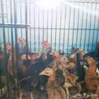صوص بلدي العمر شهرين الصحه شرط