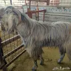 تيس فحل قبرصي مصنف