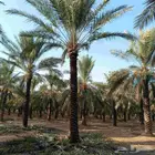 بيع نخل طول 4 متر 5متر نخل طيب