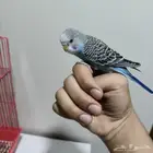 فرخ حب اليف مره على السوم اخر سومه نصيبه