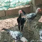 ديوك باكستاني العمر حول 4شهور