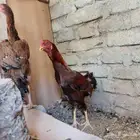 دجاج