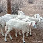 ضان دفع