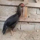 دجاجه سندي بيور