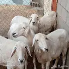 ضان دفيع للبيع