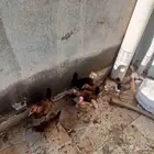 صيصان بلدي   . العمر شهرين و يومين  . التواصل ع الحرا
