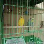 طيور الحب للبيع زوج