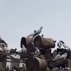 حمام باكستاني وبلدي