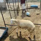 مشروع فحل حري