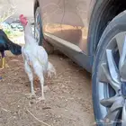 ديك من امفن