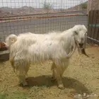 فحل مصري اجم للبيع