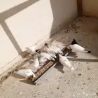 حمام فرنسي. لبيع. عدد 15حبه منها أزواج ومنها طبات