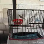 جوز كناري ما يوقف انتاج